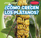 ¿Cómo Crecen Los Plátanos? (How Do Bananas Grow?) by Kathleen Connors, Diana Osorio