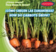 ¿Cómo Crecen Las Zanahorias? / How Do Carrots Grow? by Kathleen Connors