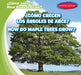 ¿Cómo Crecen Los Árboles de Arce? / How Do Maple Trees Grow? by Kathleen Connors