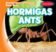 Hormigas / Ants by Bray Jacobson