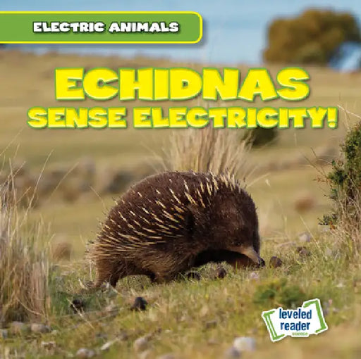 Echidnas Sense Electricity! by Louis Mallory