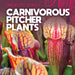 Carnivorous Pitcher Plants by Mary Griffin