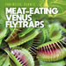 Meat-Eating Venus Flytraps by Mary Griffin