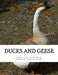 Ducks and Geese by Rob Slocum