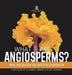 What are Angiosperms? Types, Reproduction and Identifying Angiosperms Function of Flowers Grade 6-8 Life Science by Baby Professor