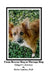 From Rescue Dog To Therapy Dog by Shirley Sanders