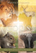 God's Little Creatures: A Children's Daily Devotional with Animal Facts to Help Teach God's Word by Heather McCulloch