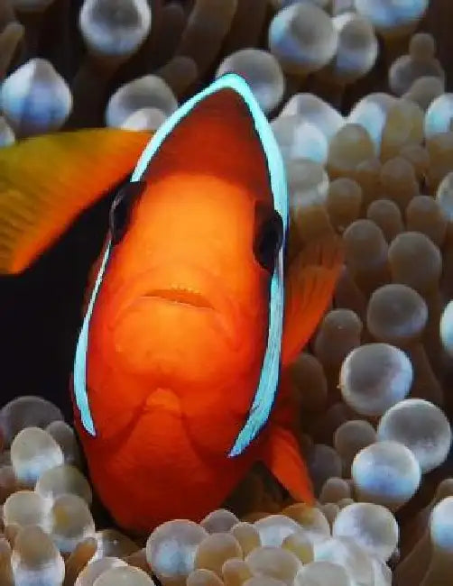 Clown Fish by Wild Pages Press