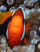 Clown Fish by Wild Pages Press