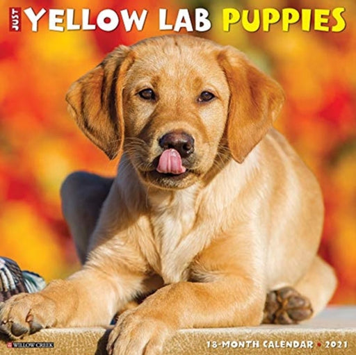 Just Yellow Lab Puppies 2021 Wall Calendar (Dog Breed Calendar) by Willow Creek Press
