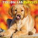 Just Yellow Lab Puppies 2021 Wall Calendar (Dog Breed Calendar) by Willow Creek Press
