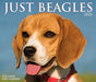 Just Beagles 2021 Box Calendar (Dog Breed Calendar) by Willow Creek Press