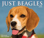 Just Beagles 2021 Box Calendar (Dog Breed Calendar) by Willow Creek Press