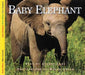 Baby Elephant by Aubrey Lang, Wayne Lynch