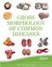 Gross Morphology of Common Diseases by Zu-Hua Gao