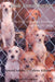 Inside Animal Hoarding: The Case of Barbara Erickson and Her 522 Dogs by Arnold Arluke Ph. D.