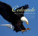 Colorado Wildlife Portfolio by Kline, Lee Kline