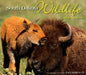 South Dakota Wildlife Impressions by Dick Kettlewell