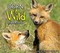Born Wild in Montana by Donald M. Jones
