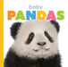 Baby Pandas by Kate Riggs
