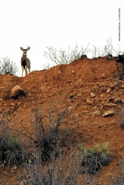 Buck Shots by Peter Sutherland