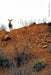 Buck Shots by Peter Sutherland