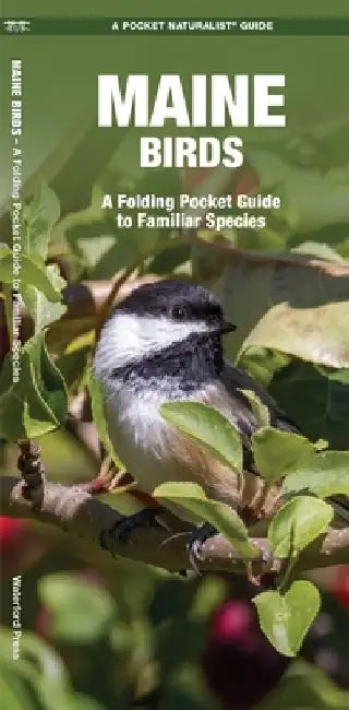 Maine Birds: A Folding Pocket Guide to Familiar Species by James Kavanagh