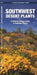 Southwestern Desert Plants: An Introduction to Familiar Species by James Kavanagh