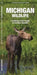 Michigan Wildlife: An Introduction to Familiar Species by James Kavanagh