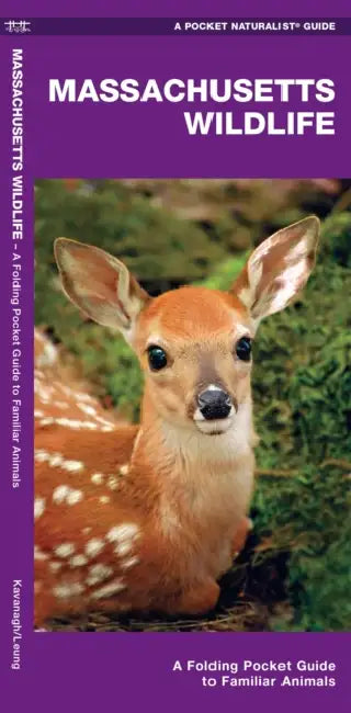 Massachusetts Wildlife: An Introduction to Familiar Species by James Kavanagh, Waterford Press, Raymond Leung