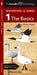 Waterfowl Id Series: The Basics by Kevin J. McGowan