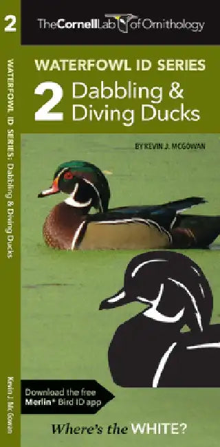 Waterfowl Id Series: 2 Dabbling & Diving Ducks by Kevin J. McGowan