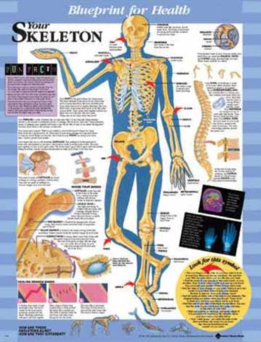 Blueprint For Health Your Skeleton Chart by No Author