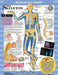 Blueprint For Health Your Skeleton Chart by No Author