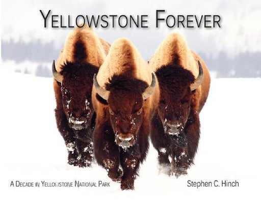 Yellowstone Forever: A Decade in Yellowstone National Park by Stephen C. Hinch