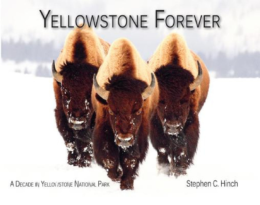 Yellowstone Forever: A Decade in Yellowstone National Park by Stephen C. Hinch