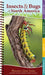 Insects & Bugs of North America by Jaret C. Daniels