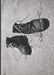 Josef Koudelka: Diaries by Josef Koudelka, Tomás Pospěch, Derek Paton