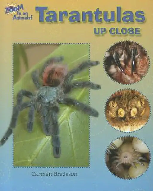 Tarantulas Up Close by Carmen Bredeson