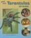 Tarantulas Up Close by Carmen Bredeson