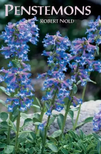 Penstemons by Robert Nold