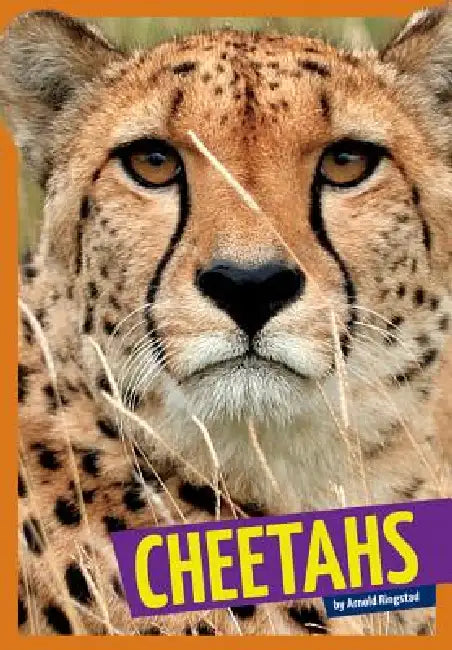 Cheetahs by Arnold Ringstad