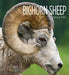 Bighorn Sheep by Melissa Gish