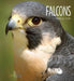 Falcons by Melissa Gish