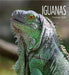 Iguanas by Melissa Gish