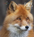Foxes by Melissa Gish