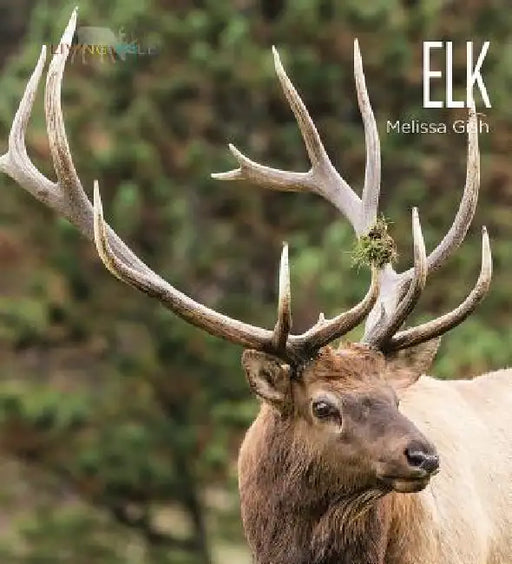 Elk by Melissa Gish