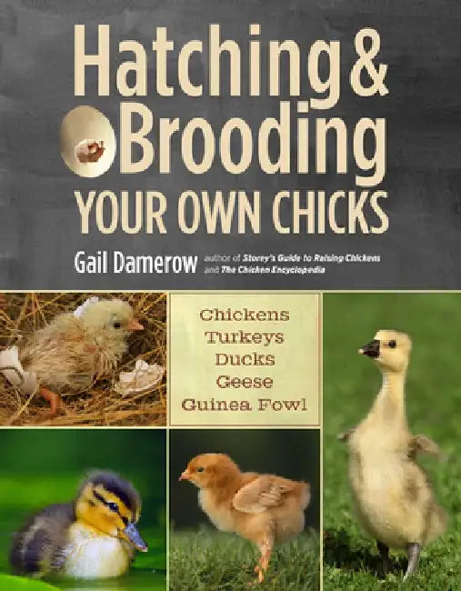 Hatching & Brooding Your Own Chicks: Chickens, Turkeys, Ducks, Geese, Guinea Fowl by Gail Damerow