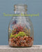 Terrariums Reimagined: Mini Worlds Made in Creative Containers by Kat Geiger