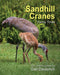 Sandhill Cranes, Family Times by Gail Diederich, Gail Diederich